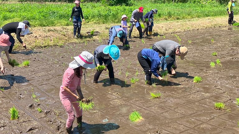 <Rice Planting> Seedlings of Koshihikari rice and sake rice (Japanese rice) are planted by hand.