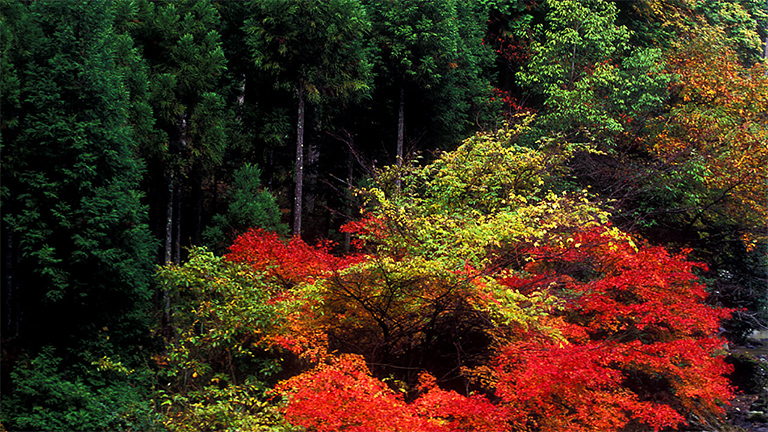 Kiyotaki Forest