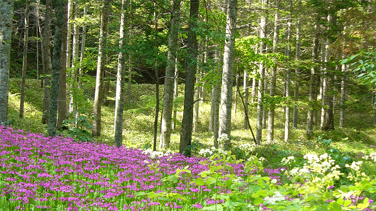 石井山林